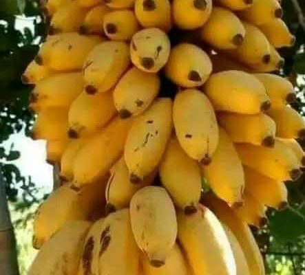 Health Benefits of Bananas.